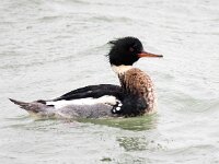 Mergus serrator 35, Middelste zaagbek, Saxifraga-Bart Vastenhouw