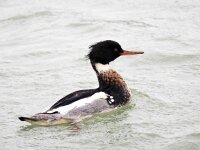 Mergus serrator 36, Middelste zaagbek, Saxifraga-Bart Vastenhouw