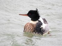 Mergus serrator 38, Middelste zaagbek, Saxifraga-Bart Vastenhouw