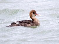 Mergus serrator 41, Middelste zaagbek, Saxifraga-Bart Vastenhouw
