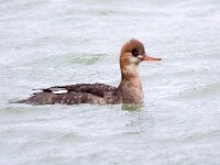 Mergus serrator 42, Middelste zaagbek, Saxifraga-Bart Vastenhouw