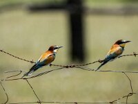 Meriops apiaster 70, Bijeneter, adult, pair, Saxifraga-Theo Verstrael