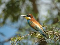 Merops apiaster 12, Bijeneter, Saxifraga-Marijke Verhagen