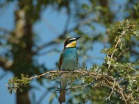 Merops apiaster 14, Bijeneter, Saxifraga-Marijke Verhagen