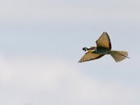 Merops apiaster 16, Bijeneter, Saxifraga-Mark Zekhuis