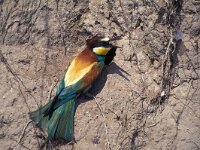 Merops apiaster 17, Bijeneter, Saxifraga-Arie de Knijff