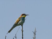 Merops apiaster 18, Bijeneter, Saxifraga-Marijke Verhagen