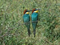 Merops apiaster 23, Bijeneter, Saxifraga-Joerg Mager