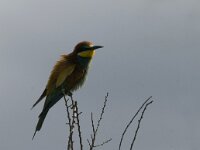 Merops apiaster 30, Bijeneter, Saxifraga-Marijke Verhagen