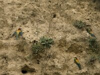 Merops apiaster 33, Bijeneter, Saxifraga-Marijke Verhagen