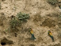 Merops apiaster 35, Bijeneter, Saxifraga-Marijke Verhagen