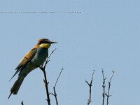 Merops apiaster 36, Bijeneter, Saxifraga-Marijke Verhagen