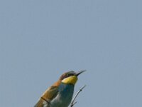 Merops apiaster 37, Bijeneter, Saxifraga-Marijke Verhagen