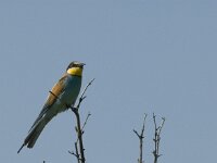 Merops apiaster 38, Bijeneter, Saxifraga-Marijke Verhagen