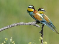 Merops apiaster 39, Bijeneter, Saxifraga-Joerg Mager