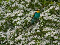 Merops apiaster 4, Bijeneter, Saxifraga-Jan Nijendijk