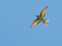 Merops apiaster 42, Bijeneter, Saxifraga-Mark Zekhuis