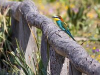 Merops apiaster 51, Bijeneter, Saxifraga-Bart Vastenhouw