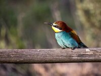 Merops apiaster 59, Bijeneter, Saxifraga-Bart Vastenhouw