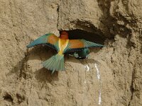 Merops apiaster 6, Bijeneter, Saxifraga-Joerg Mager