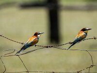 Merops apiaster 70, Bijeneter, adult, pair, Saxifraga-Theo Verstrael