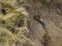 Merops apiaster 74, Bijeneter, Saxifraga-Jan Nijendijk