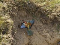 Merops apiaster 75, Bijeneter, Saxifraga-Jan Nijendijk