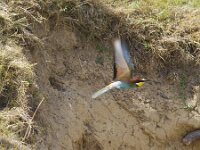 Merops apiaster 76, Bijeneter, Saxifraga-Jan Nijendijk