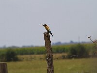 Merops apiaster 79, Bijeneter, Saxifraga-Jan Nijendijk