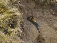 Merops apiaster 82, Bijeneter, Saxifraga-Jan Nijendijk