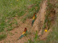 Merops apiaster 9, Bijeneter, Saxifraga-Jan Nijendijk