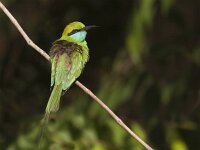 Merops orientalis 3. Kleine groene bijeneter, Saxifraga-Mark Zekhuis