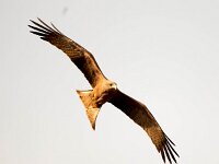 Milvus aegyptius 2, Geelsnavelwouw, Saxifraga-Bart Vastenhouw