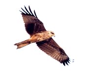 Milvus aegyptius 6, Geelsnavelwouw, Saxifraga-Bart Vastenhouw