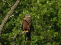 Milvus migrans 14, Zwarte wouw, Saxifraga-Joerg Mager