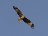 Milvus migrans 17, Zwarte wouw, Saxifraga-Mark Zekhuis