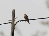 Milvus migrans 2, Zwarte wouw, Saxifraga-Martin Mollet