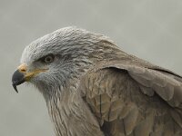 Milvus migrans 22, Zwarte wouw, Saxifraga-Willem van Kruijsbergen