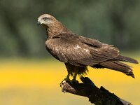 Milvus migrans 23, Zwarte wouw, Saxifraga-Joerg Mager