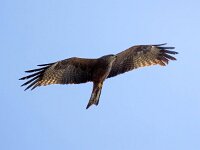 Milvus migrans 29, Zwarte wouw, Saxifraga-Bart Vastenhouw