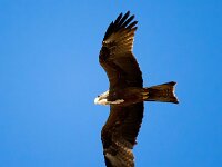 Milvus migrans 31, Zwarte wouw, Saxifraga-Bart Vastenhouw