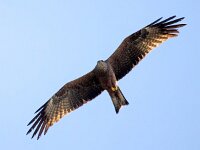 Milvus migrans 34, Zwarte wouw, Saxifraga-Bart Vastenhouw