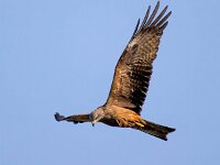 Milvus migrans 37, Zwarte wouw, Saxifraga-Bart Vastenhouw