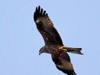 Milvus migrans 38, Zwarte wouw, Saxifraga-Bart Vastenhouw