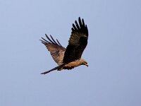 Milvus migrans 39, Zwarte wouw, Saxifraga-Bart Vastenhouw