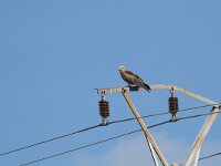 Milvus migrans 4, Zwarte wouw, Saxifraga-Martin Mollet