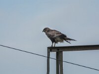 Milvus migrans 43, Zwarte wouw, adult, Saxifraga-Theo Verstrael