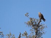 Milvus migrans 5, Zwarte wouw, Saxifraga-Martin Mollet