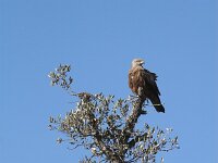 Milvus migrans 6, Zwarte wouw, Saxifraga-Martin Mollet