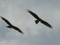 Milvus migrans 8, Zwarte wouw, Saxifraga-Jan van der Straaten